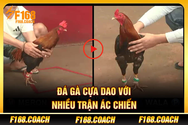 Đá gà cựa dao với nhiều trận ác chiến Đá gà cựa dao với nhiều trận ác chiến