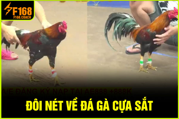 Đôi nét về đá gà cựa sắt